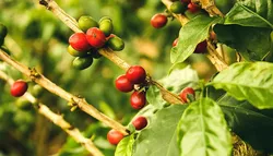 Die 6 Besten Kaffeebohnen Aus Costa Rica Im Jahr 2021