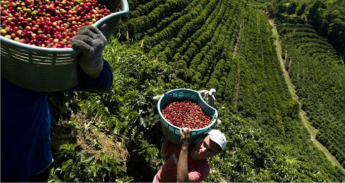 Kaffee Aus Costa Rica: Was Ist Zu Erwarten?